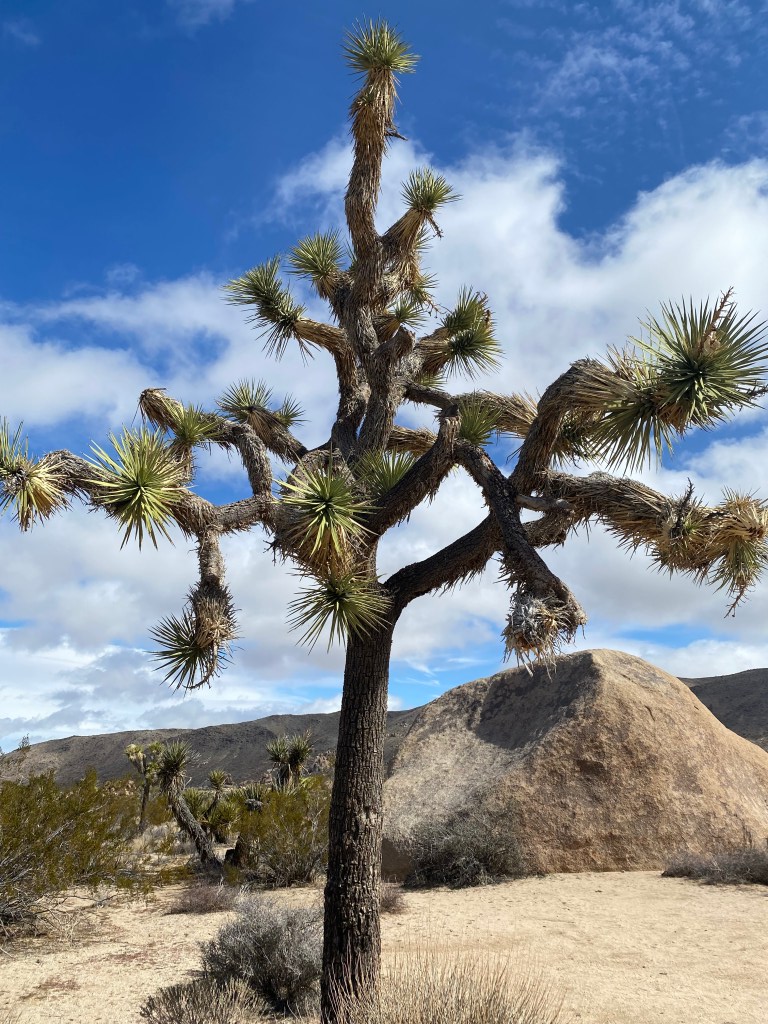 A majestic Joshua Tree.