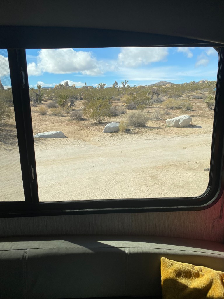 Looking out our window at Joshua trees.