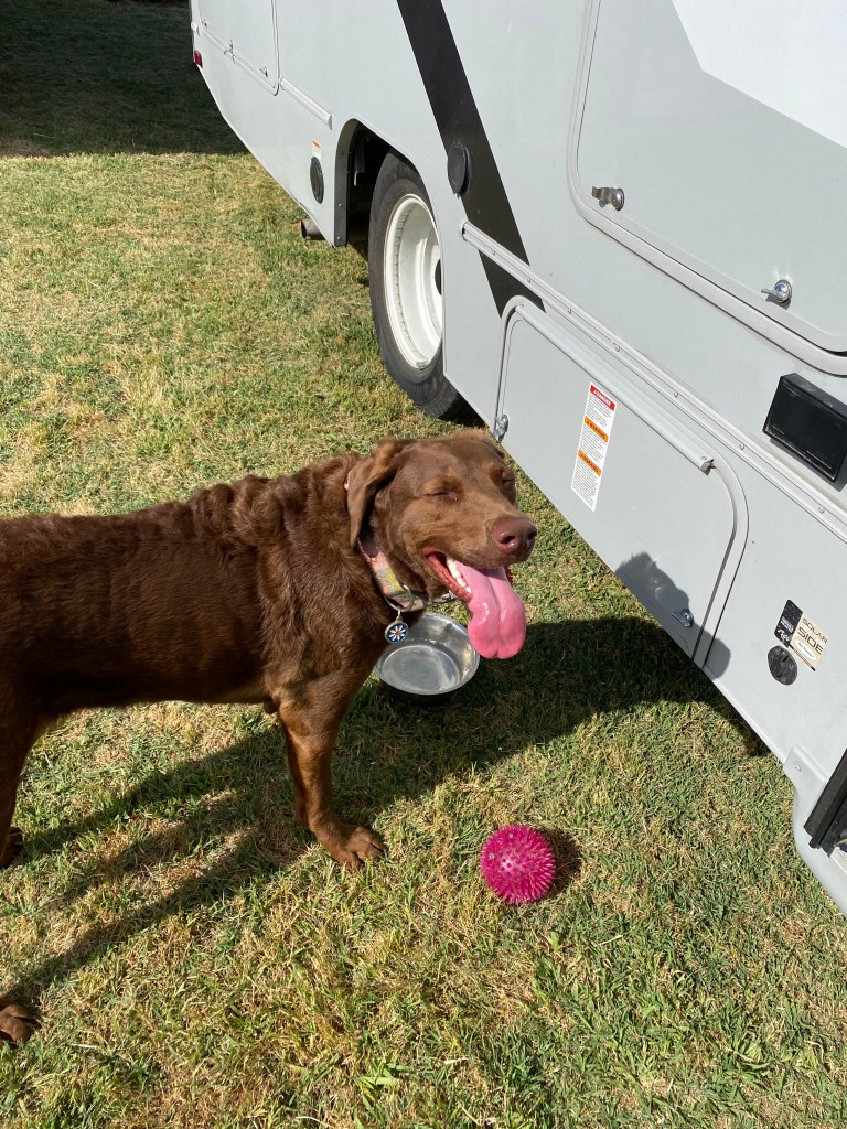 Luna girl is tired after a long day on the dairy farm.