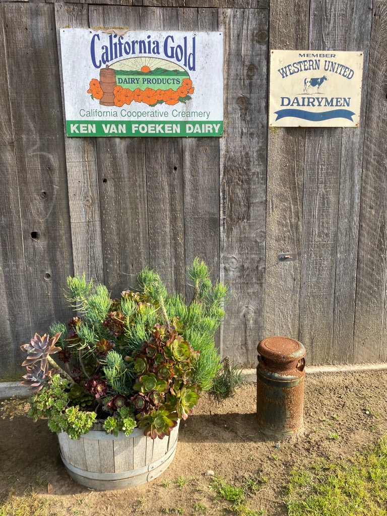 Susie's BEAUTIFUL succulents in front of the Party Barn.