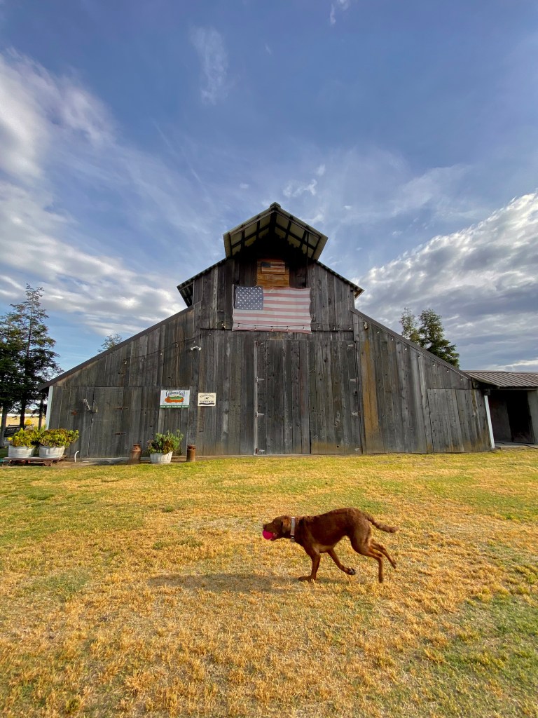 Luna enjoying the heck out of the dairy farm.