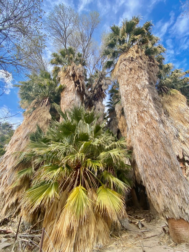 Giant palm trees at the Cottonwood Oasis.