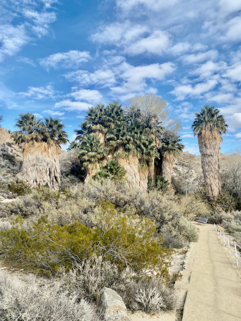 The Cottonwood Oasis is right behind the Cottonwood Visitor Center.