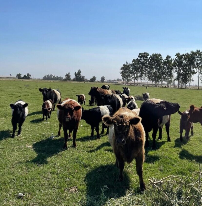 Some of the ladies that call the Van Foeken family dairy farm home.